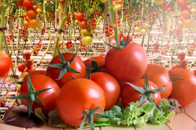 گوجه فرنگی هیدروپونیک